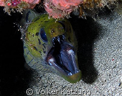 Moray with cleaner shrimp by Volker Katzung 